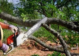 Best Tree Planting  in USA